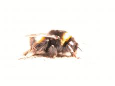 nature animals insects macro bumblebee bee side hairy fur