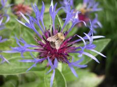 bumble bee on purple flower honey spring summer