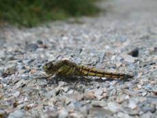 nature insects dragonfly macro side animals