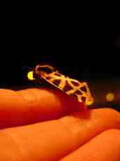 nature animals insects macro hand moth insektokutor