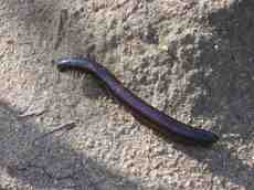 kartien centipede millipede big insect legs gray