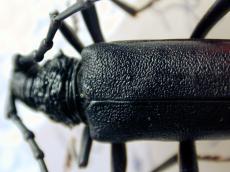 bug insect black