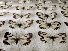 butterfly insect wing wings vein top white black butterflies insects collection pins needles pierced