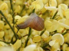 yellow snail broom