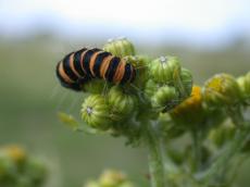 caterpillar insect flower