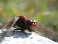 dragonfly closeup eye eyes insect head hairs