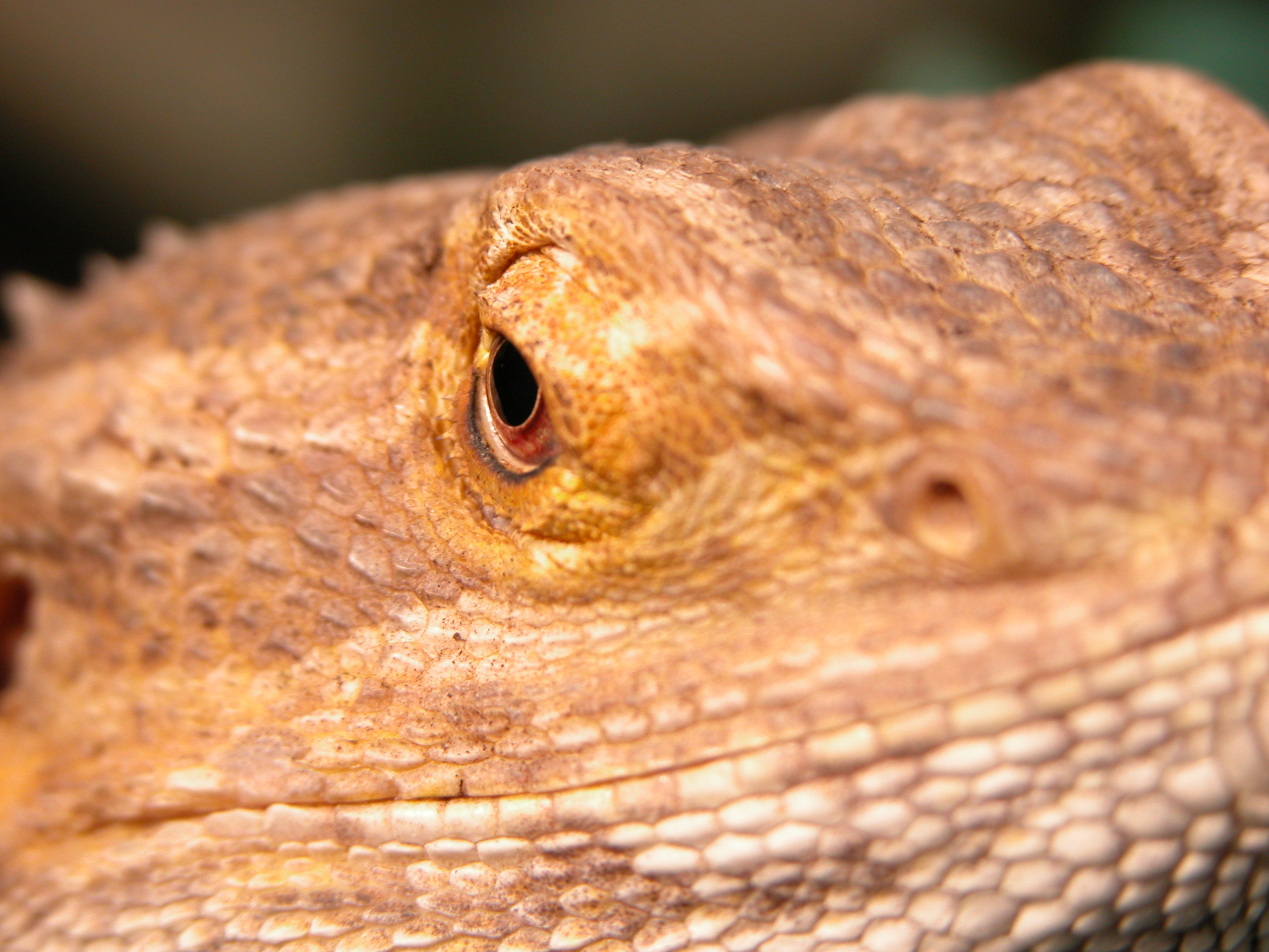 Image*After photos lizard dragon scale scales head reptile head eye