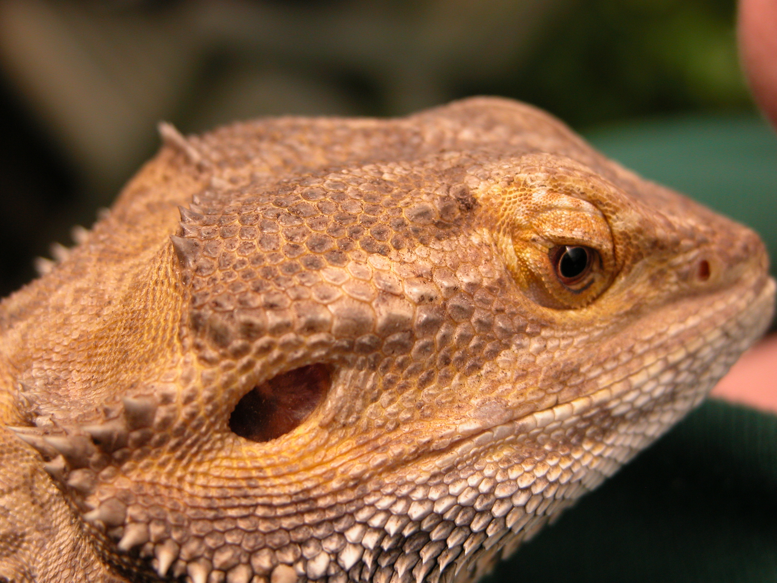 Image*After : photos : lizard dragon scale scales head reptile head eye ear