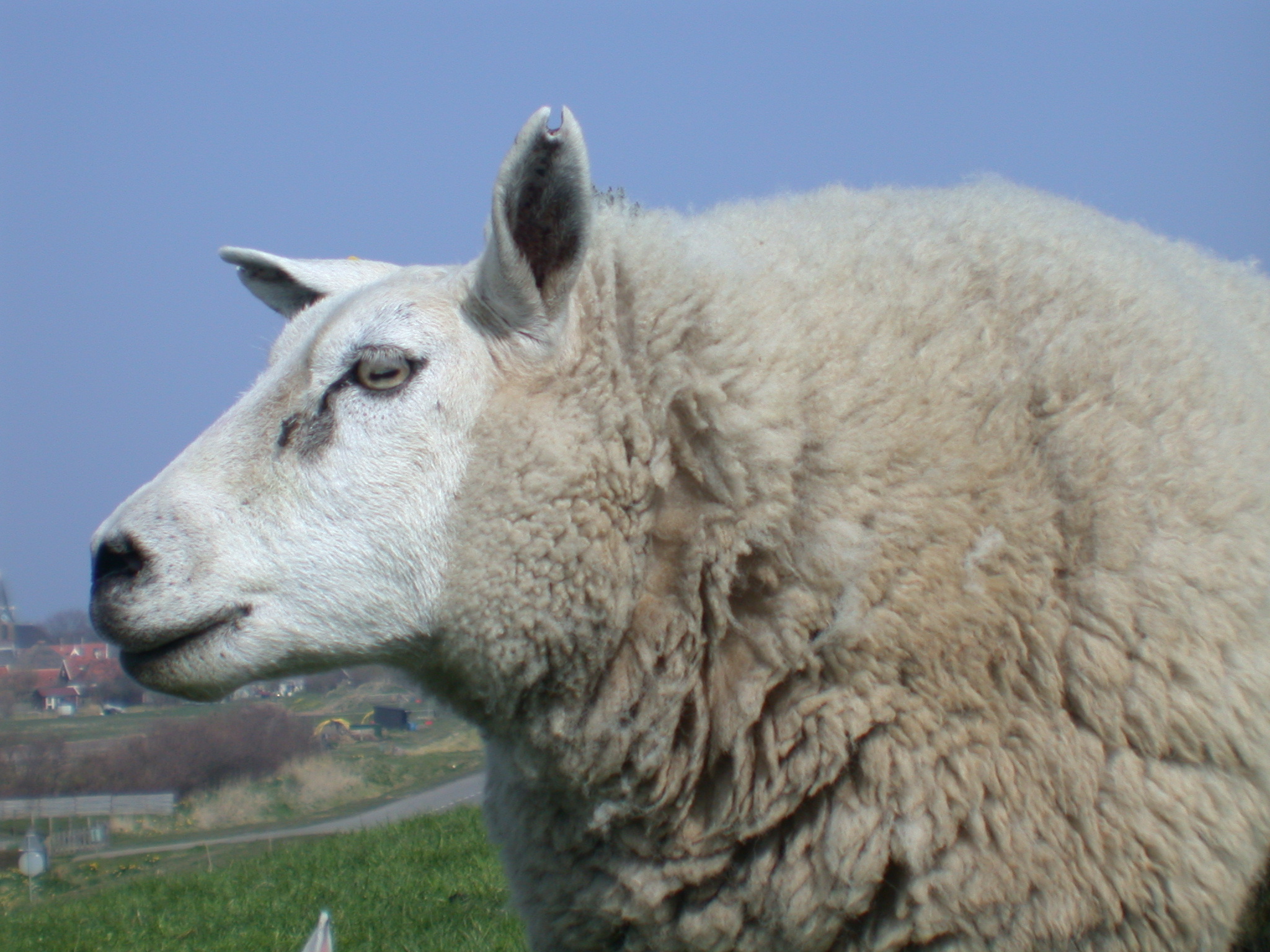 Image*After photos sheep sheep's head whool eye ears ear soft