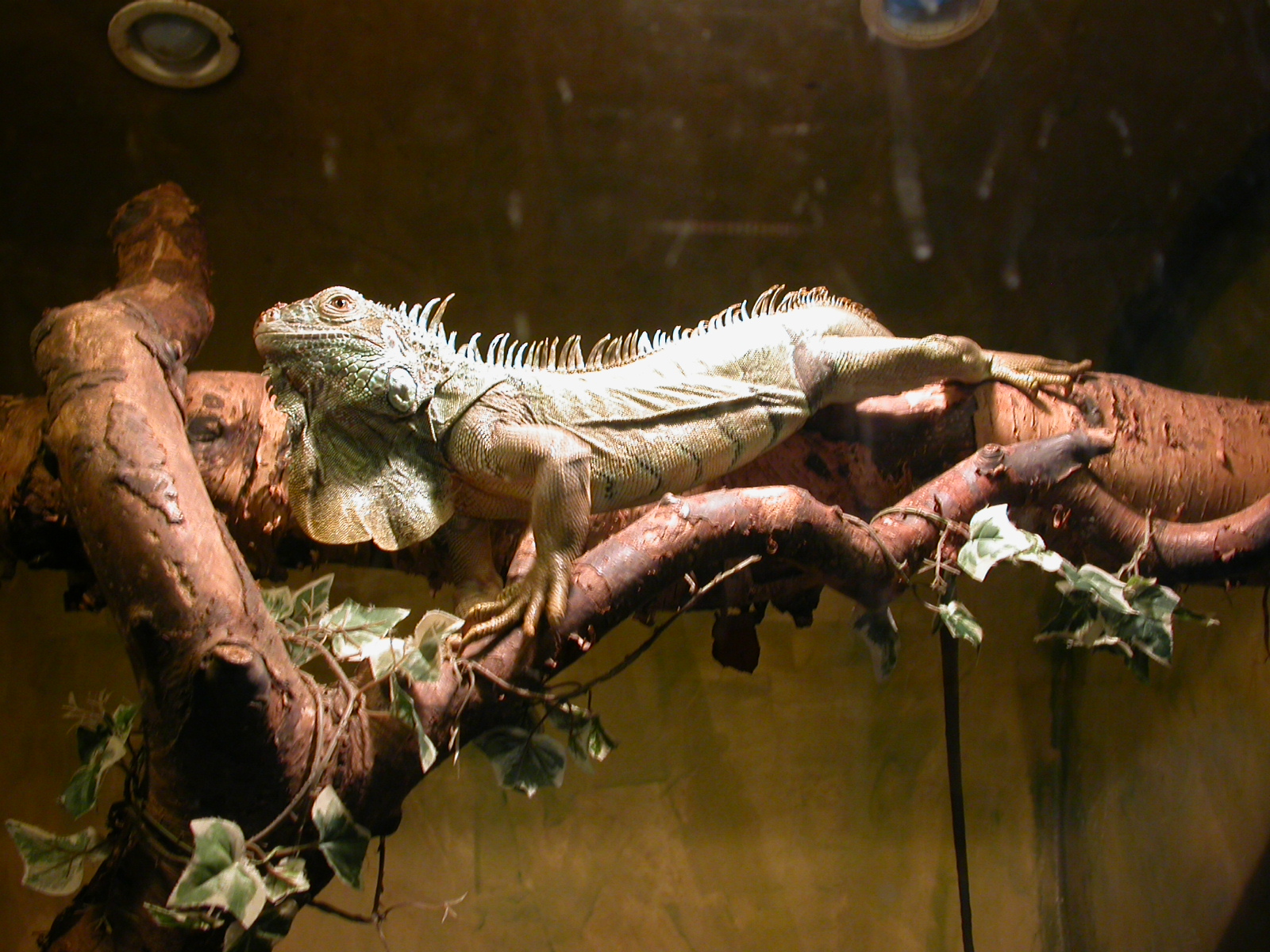 très douce, vrai? dans image bon nuit, jour, dimanche etc. b17eva312