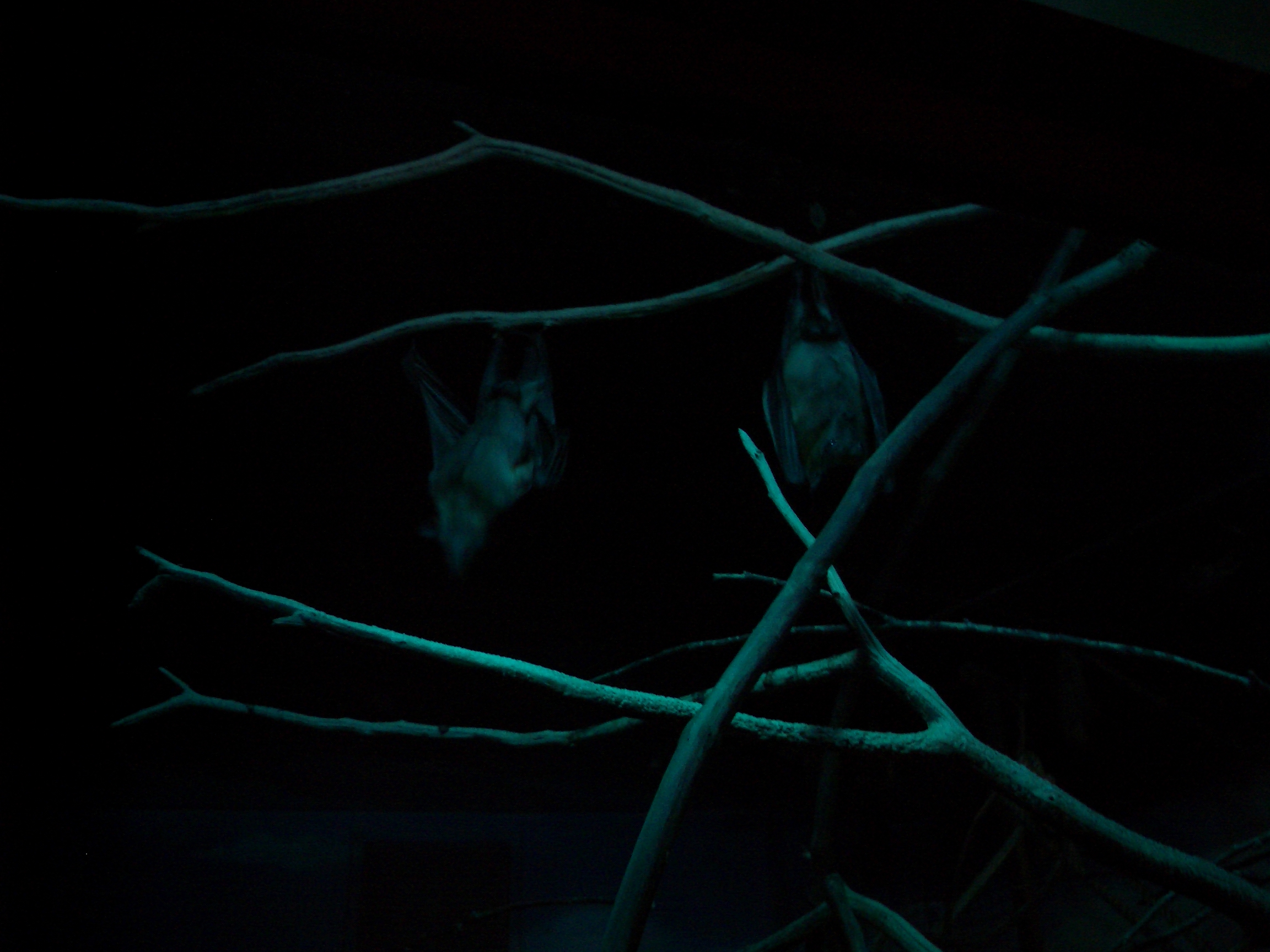 Image*After photos mattphilip dark night bat bats hanging branches wings