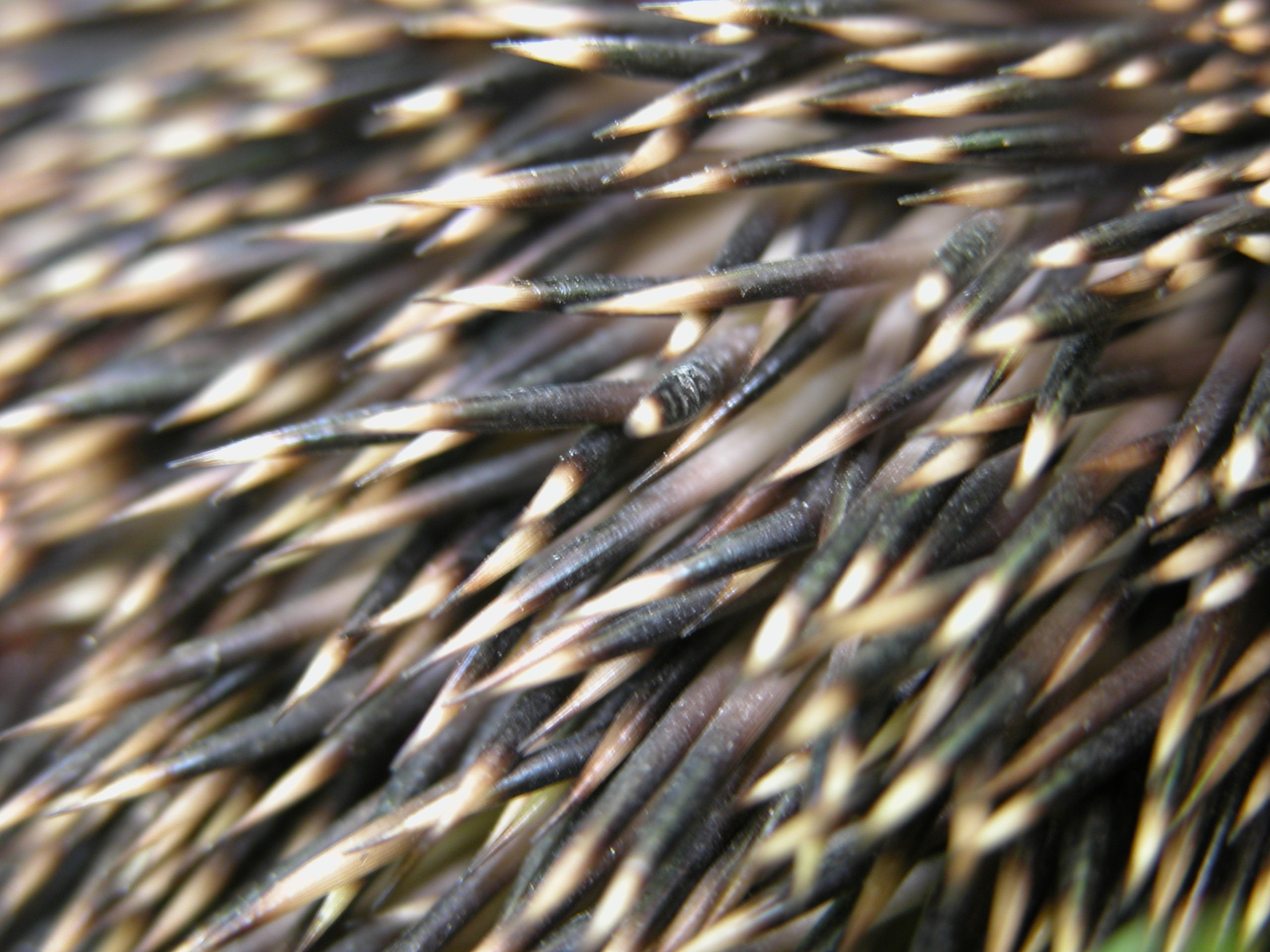 Porcupine Spikes Hot Sex Picture