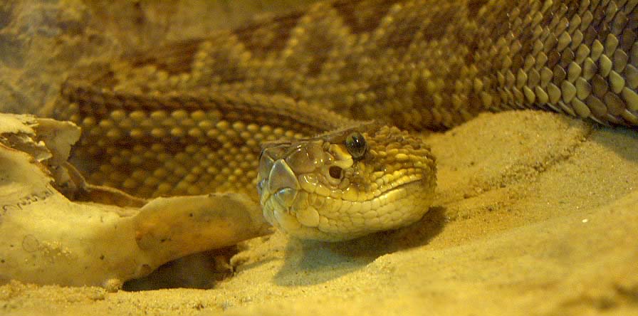 snake reptile