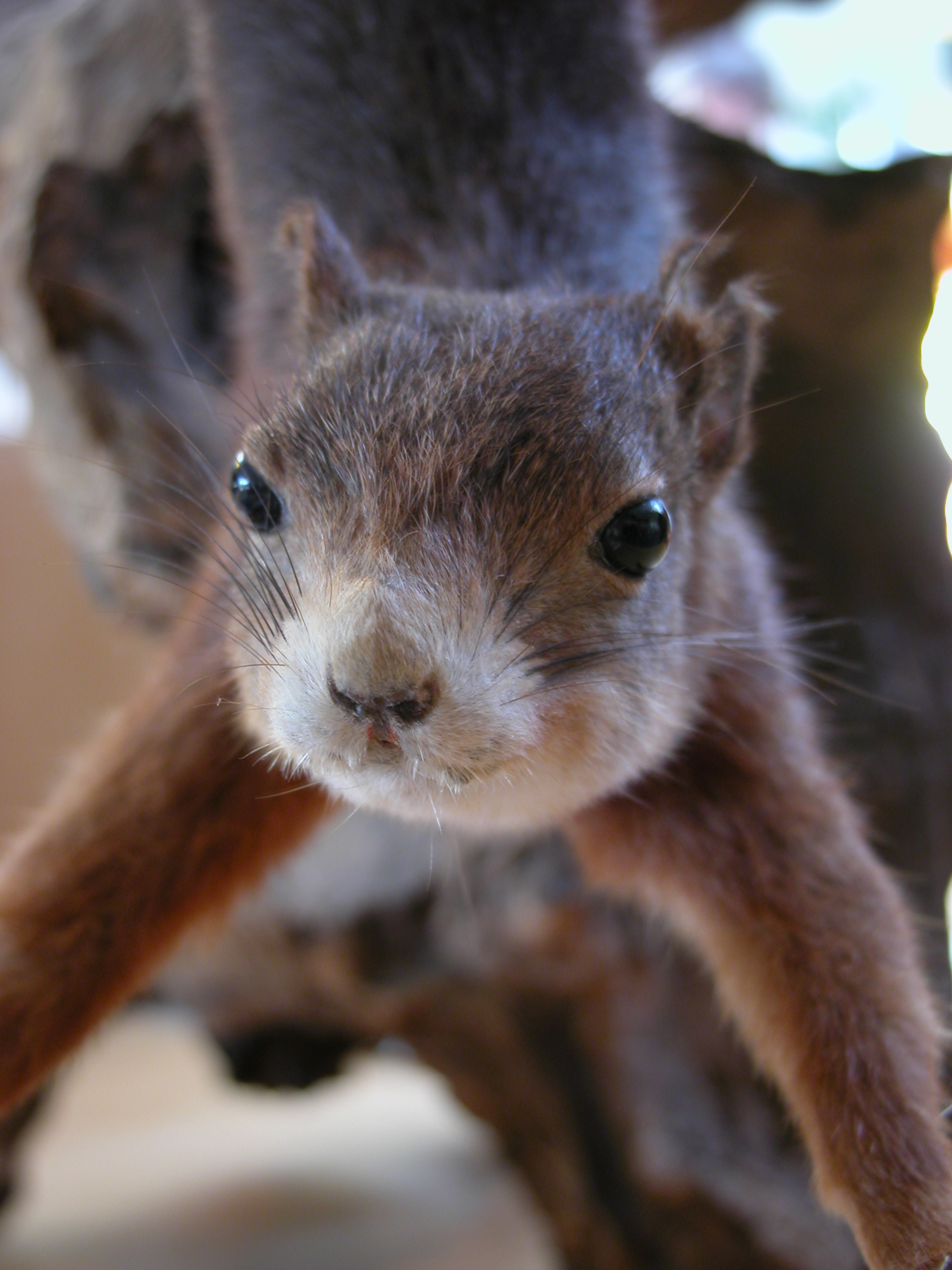 bonne nuit dans image bon nuit, jour, dimanche etc. b19nature_animals_land099