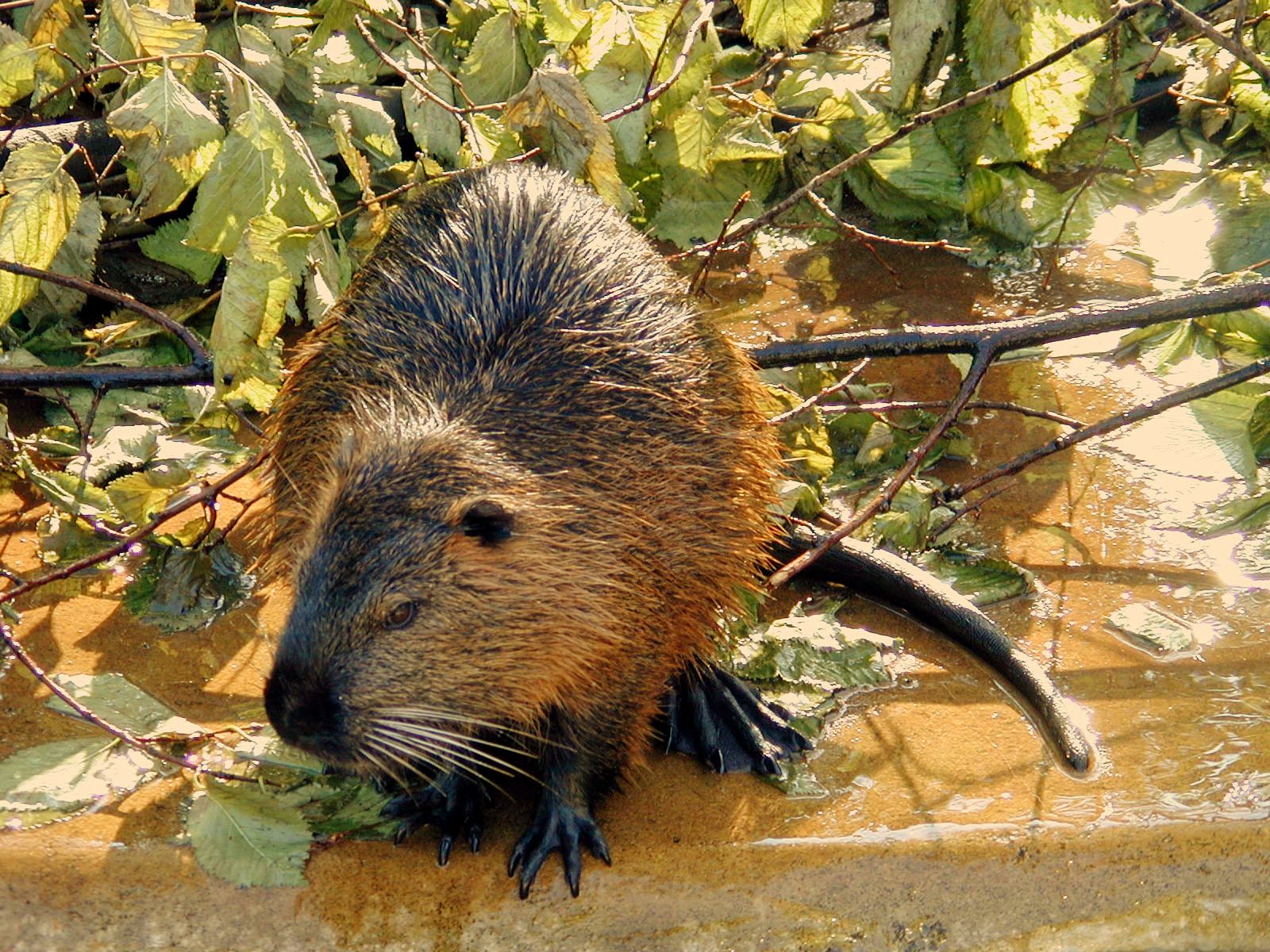 Image After Image Animal Zoo Beaver Tail Wet Fur Hairy Webbed Feet