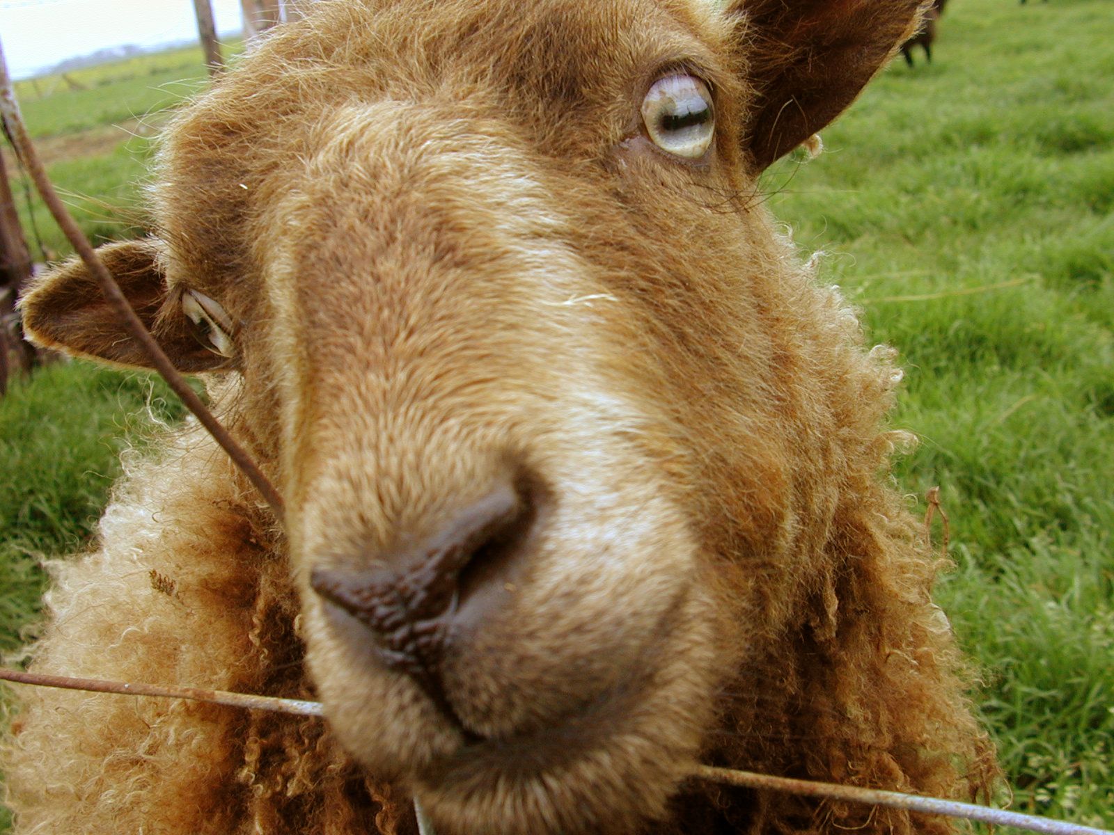 b1goat004.jpg