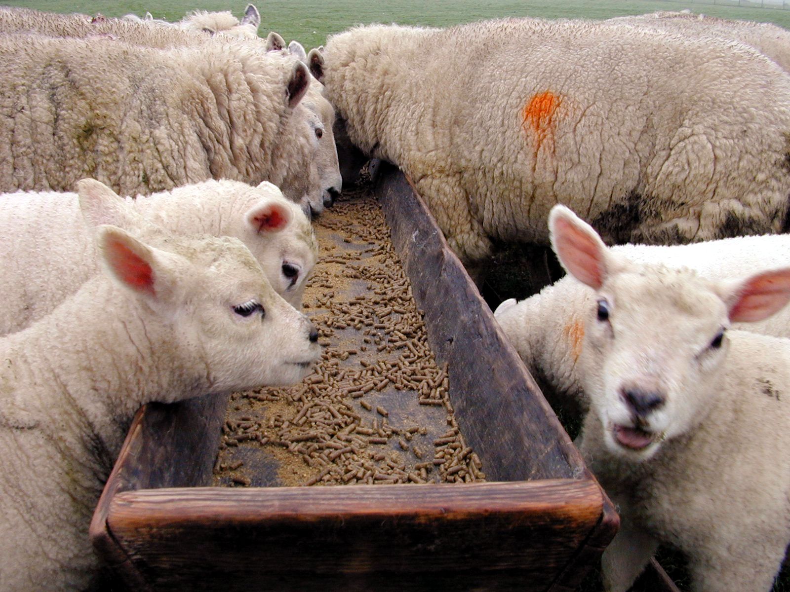 shep food image gallery sheep food shep food image gallery sheep food