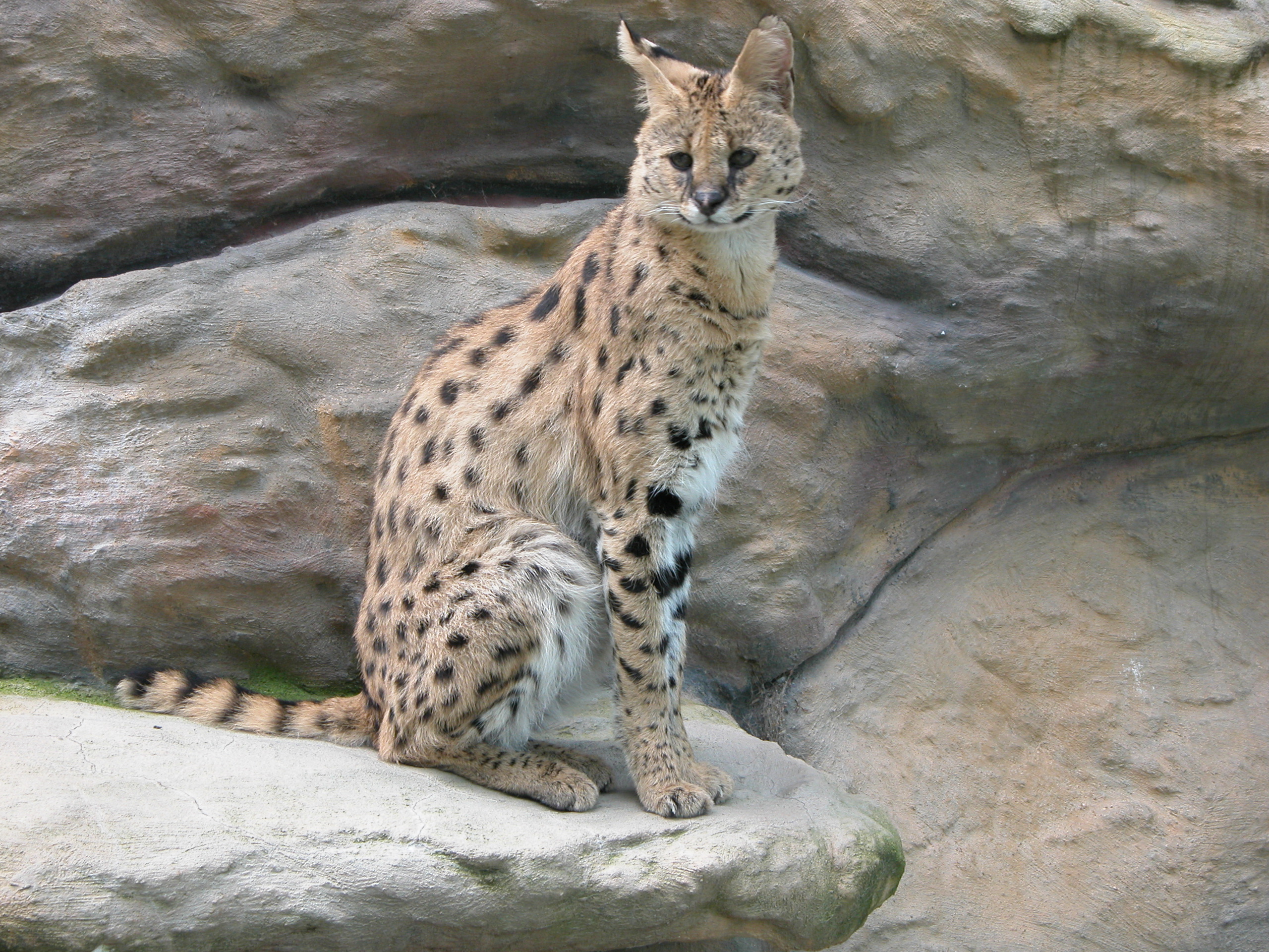 Image*After : photos : nature animals land cheetah cat bigcat zoo fur