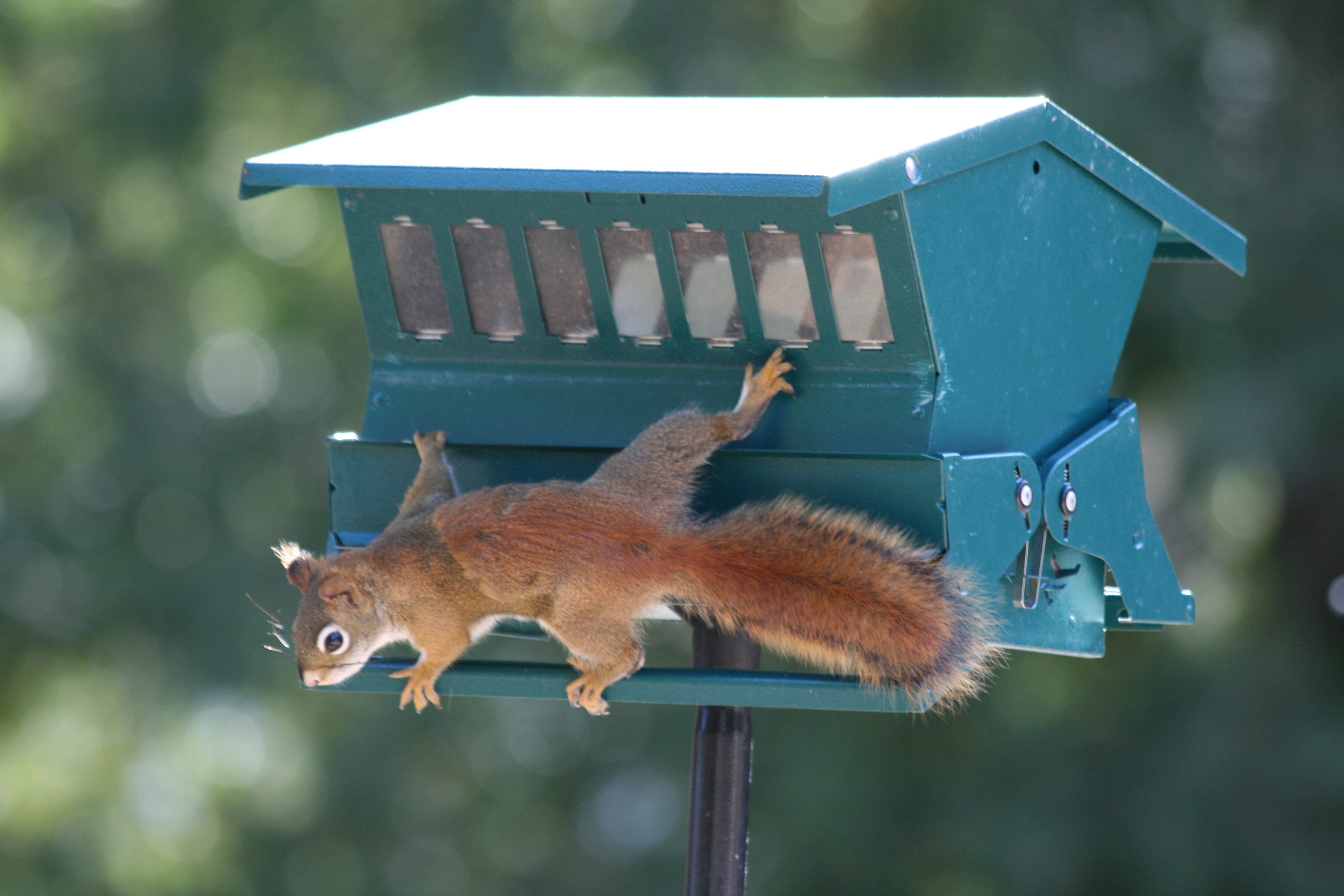 Image After Images Bozzit Anti Gravity Ninja Squirrel Feeder House