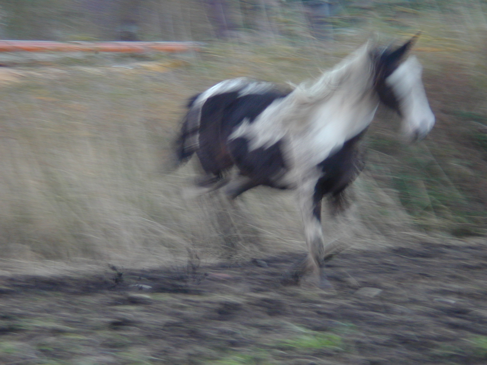 Image*After photos horse running motionblur blur acceleration