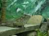 eva lizards reptile scales 
