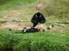 eva nature animals land monkey monkeys zoo