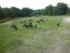 eva zoo mammals animals zebra zebras gnu gnus savanna grazing