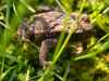 marceladmiraal frog in grass amphibian