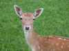 nature animals land deer