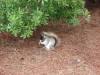 sallie_richardson nature animals land squirrel eating