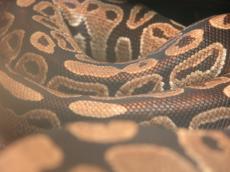 snake long skin snakeskin reptile scale scales pattern