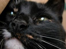 cat black and white cute head eye eyes closed green hair hairs fur