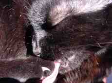insektokutor cat black fur whiskers sleeping pet cute