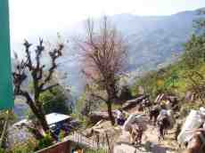 annet nepal donkey carrying mountain path