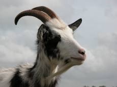goat head black white horn horns