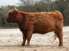 nature animals land wool wooly cow cattle highland highlandcattle