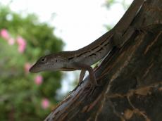 jacco curacao nature animals land lizzard side macro