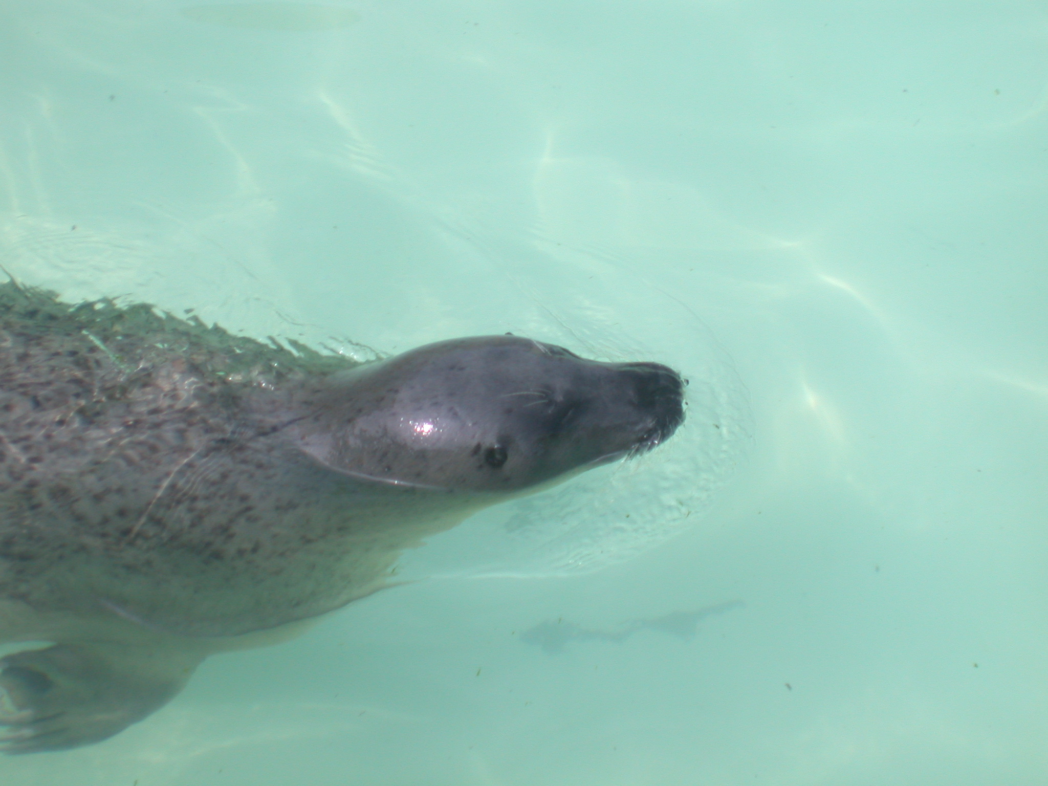nature animals sea seal swimming ecomare
