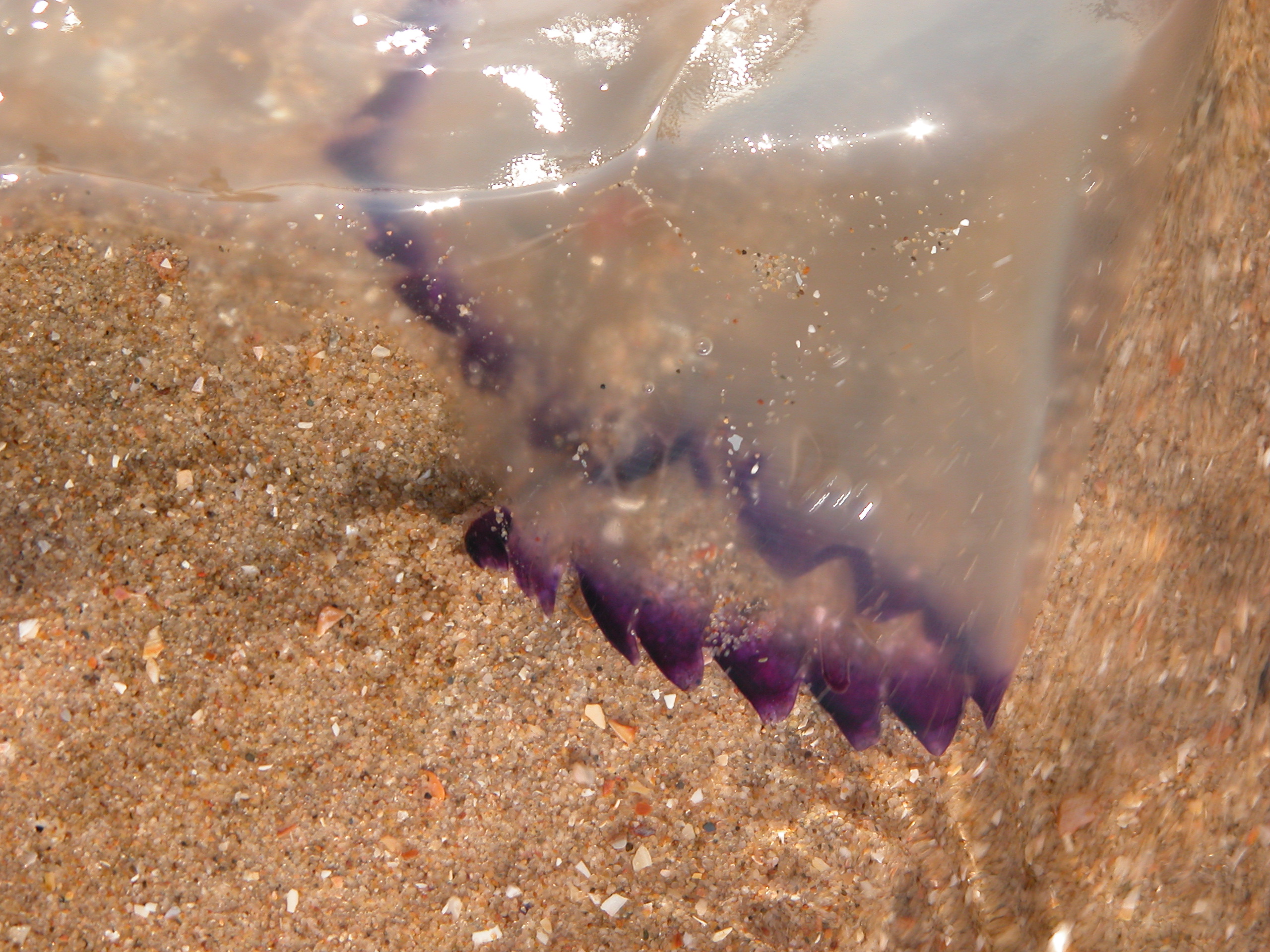 Image*After images jellyfish beached goo slime white transparant