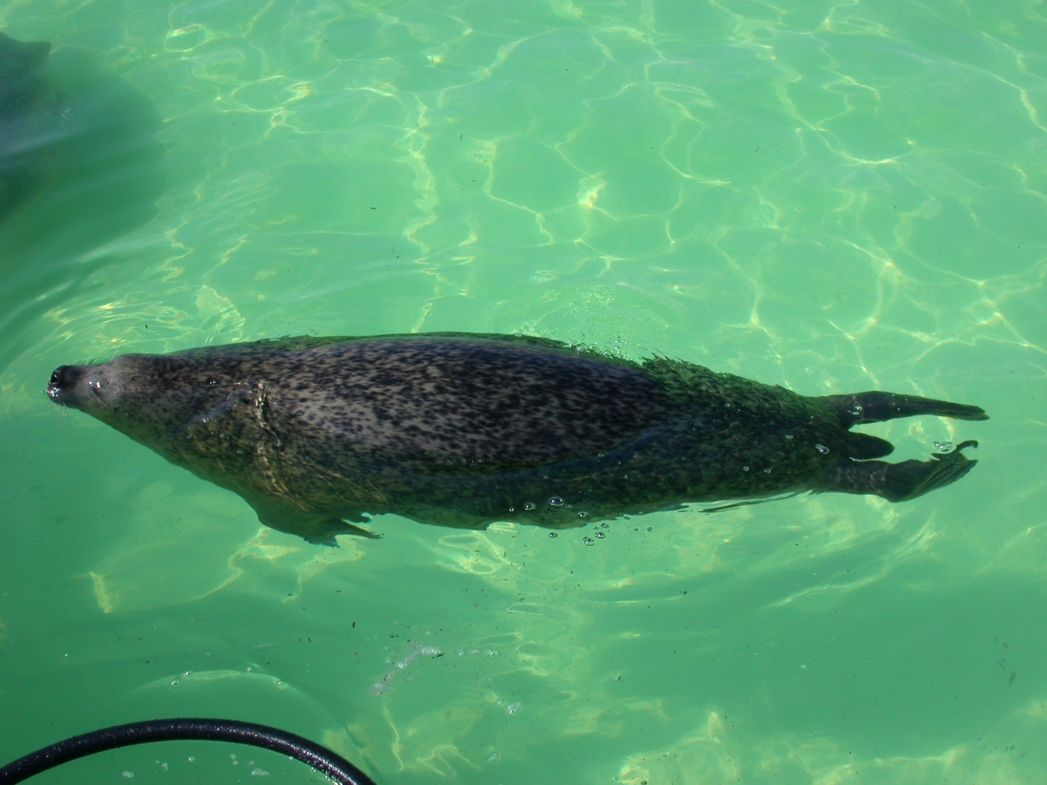 Image*After images seal swimming blubber black sleek water