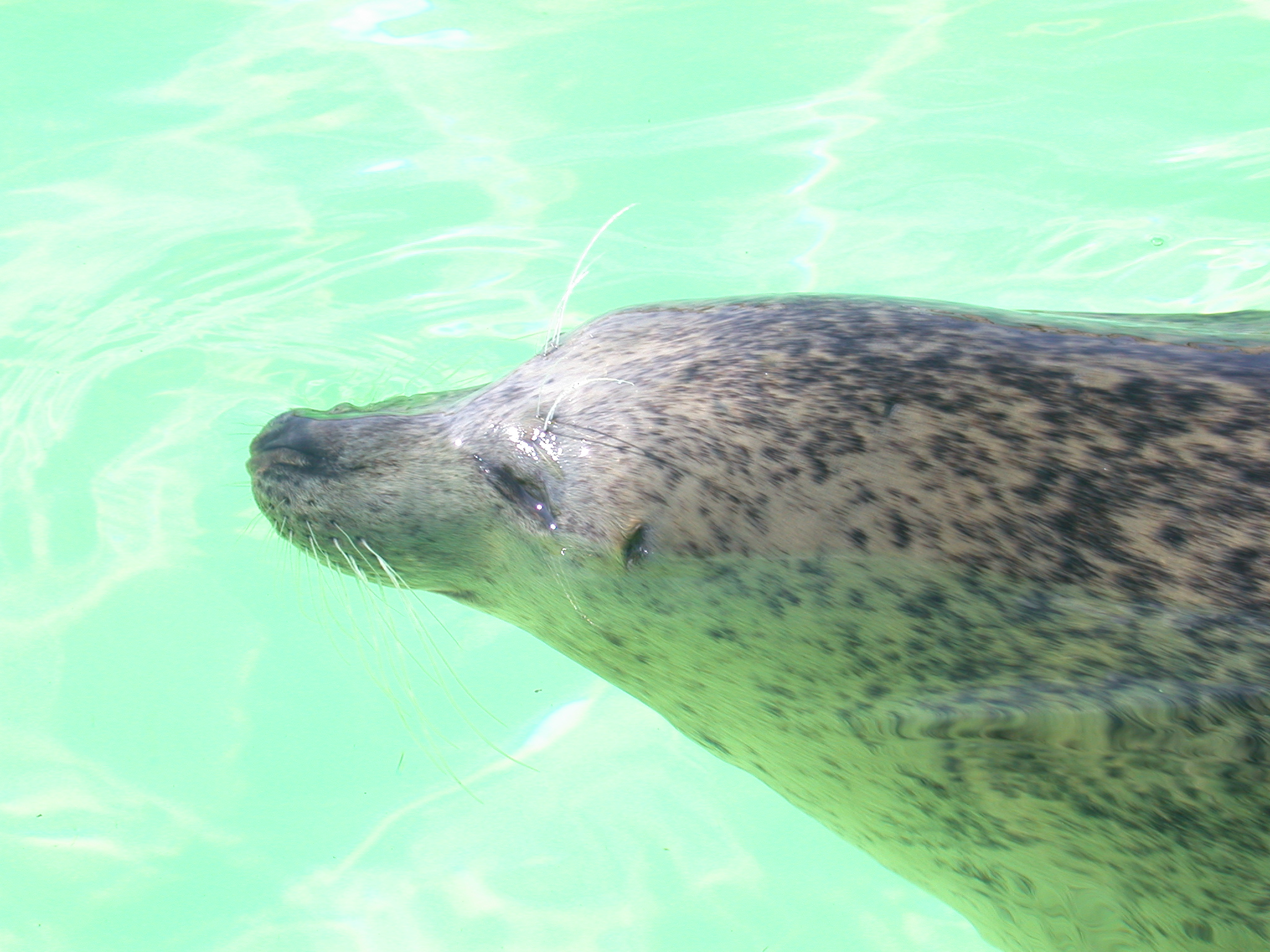 seal head whiskers snout hairs swimming
