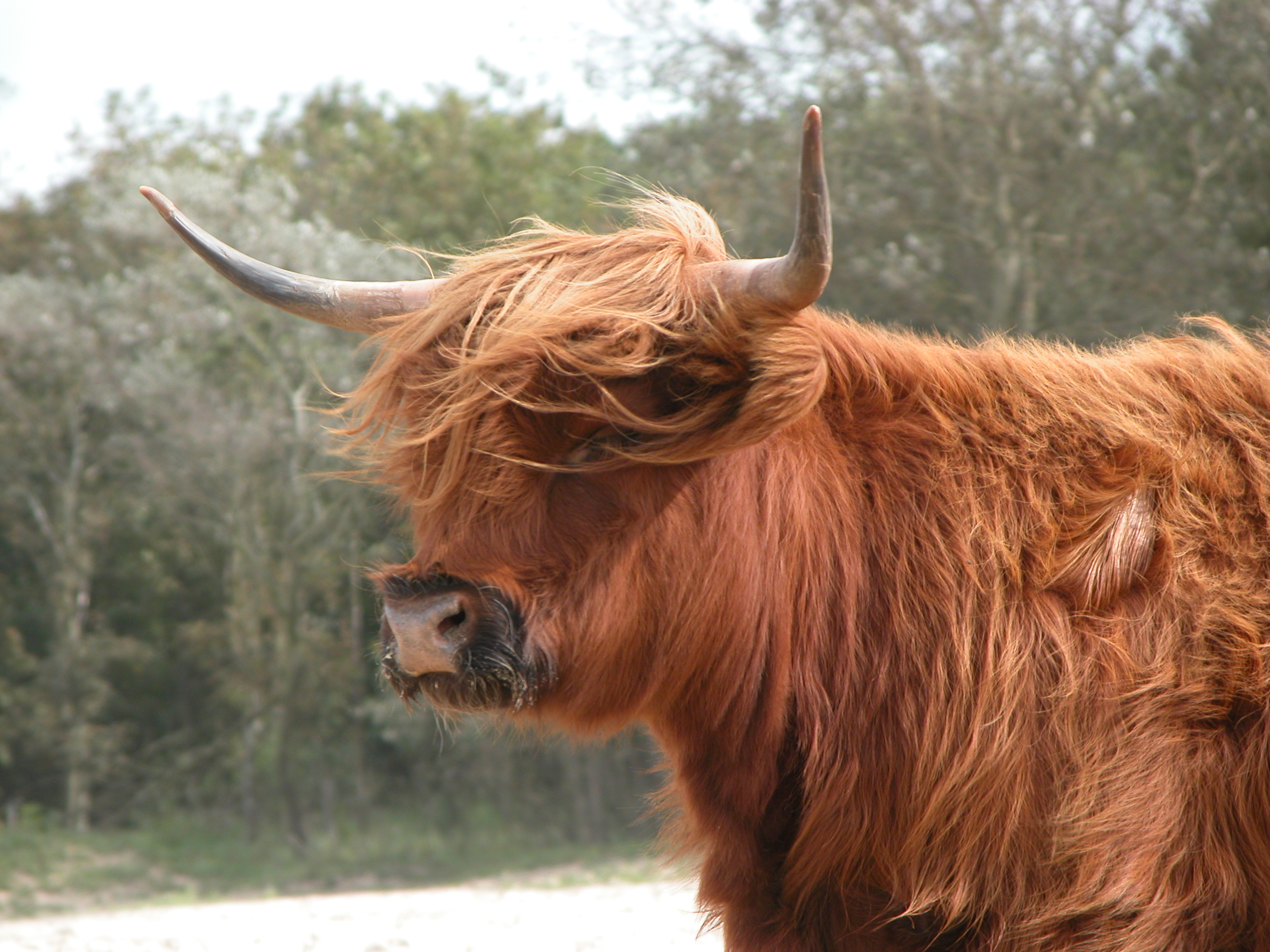 Image*After photos nature animals land horn horns hair hairy highlandcattle cattle side