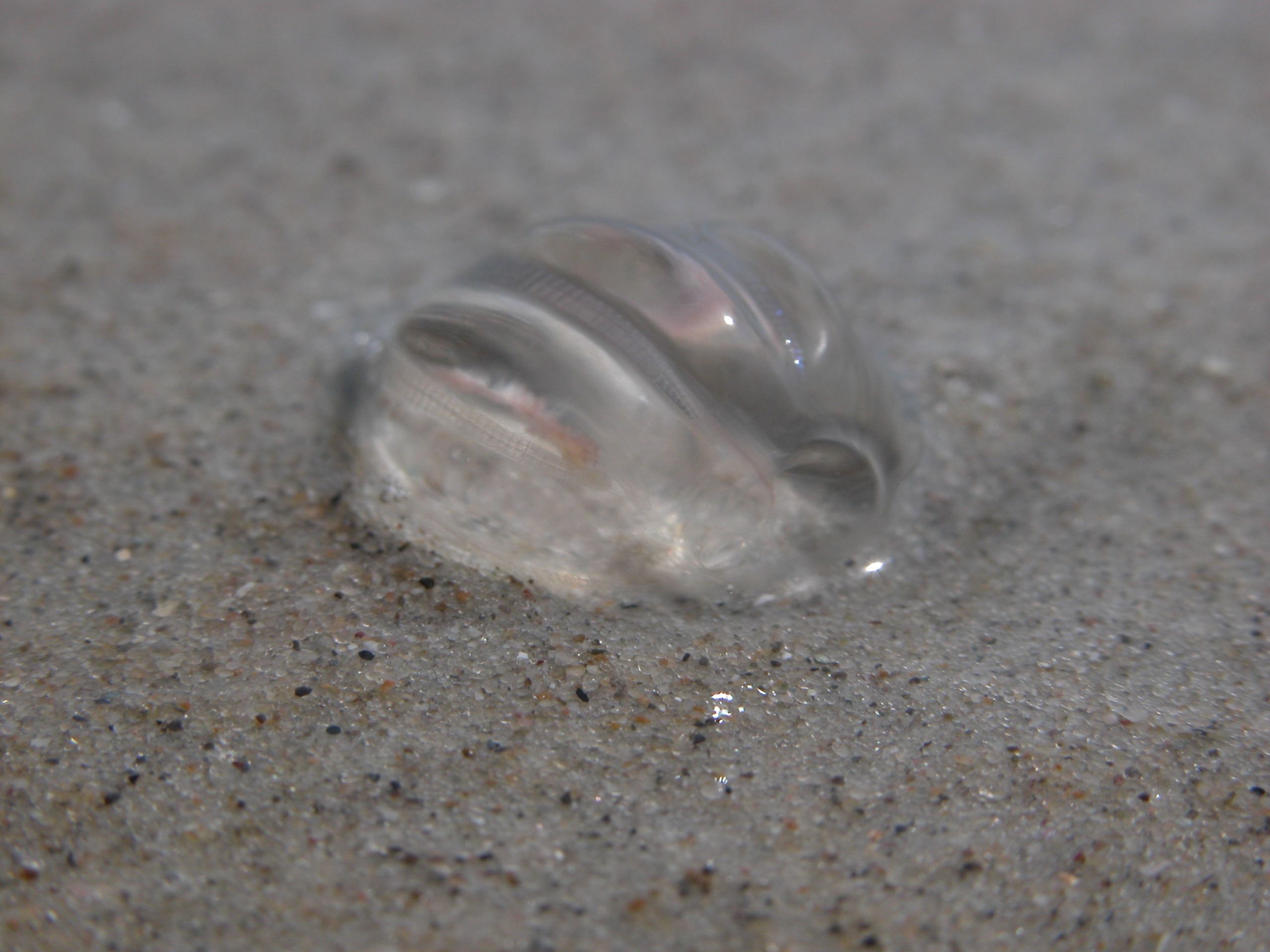 Image*After images nature animals sea jellyfish egg