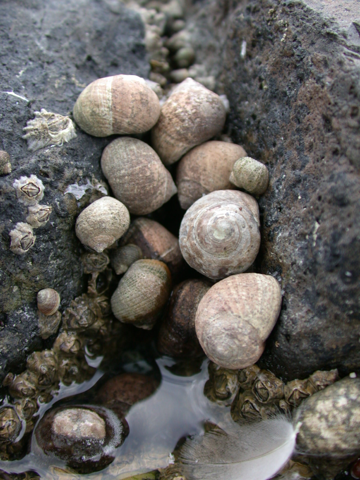 Image*After : photos : nature animals sea shell seapocks winkle ...