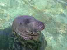 nature animals sea seal ecomare