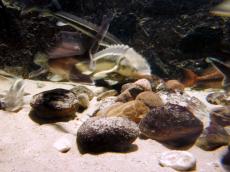 sturgeon fish aquarium stones