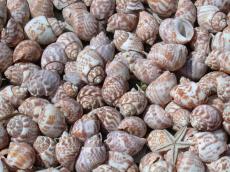 snail snails shell shells bunch cockle cockles sea-fruit seafruit pearly round hard