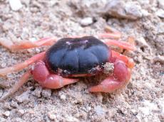 jacco curacao crab nature animals sea front macro beach creature tropical