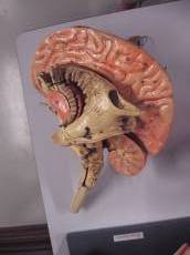 tekst_uitleg nature characters humanoids brain brains wood wooden model