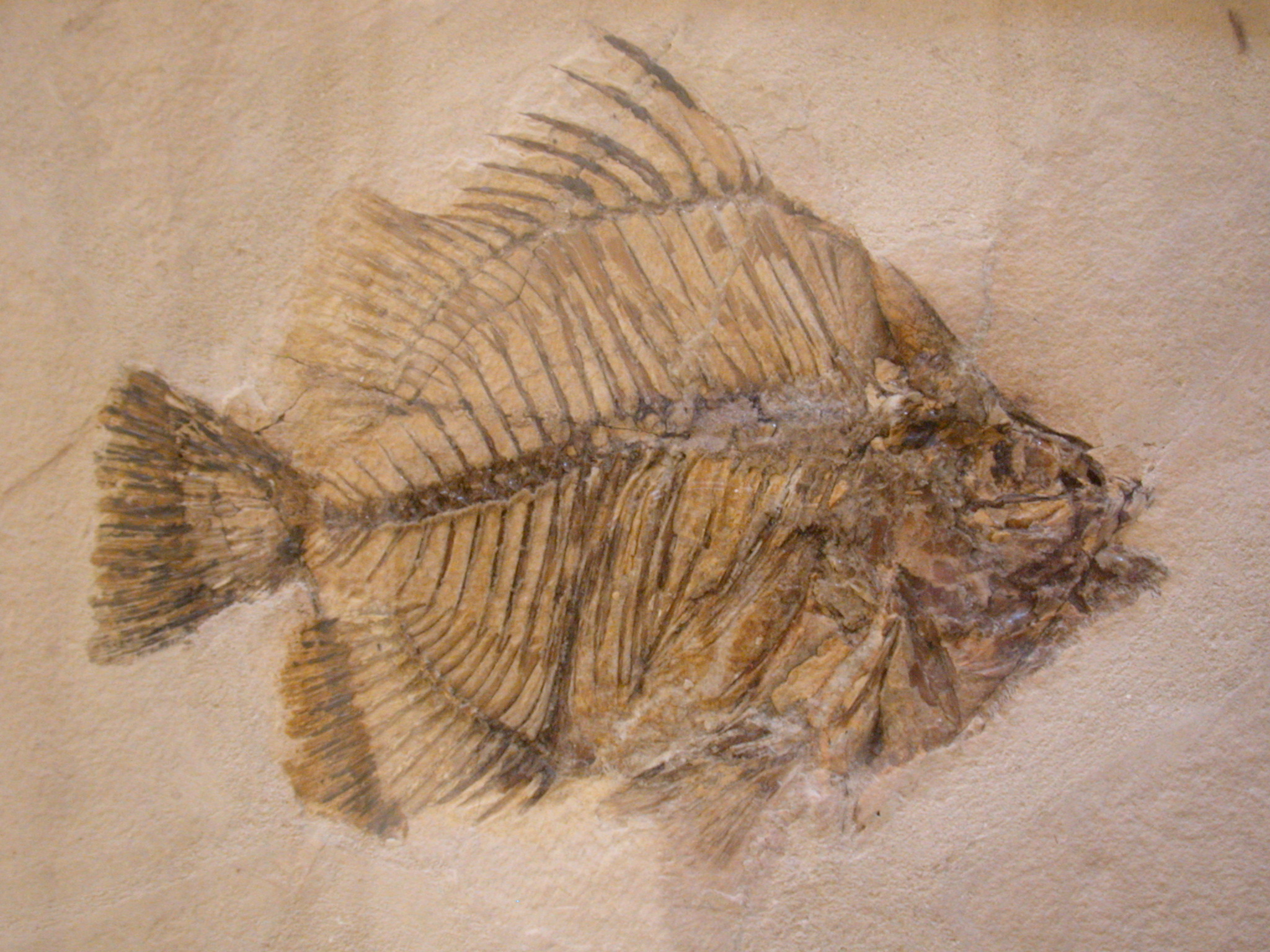 Image*After photos nature extinct fossil animals sea fish grate